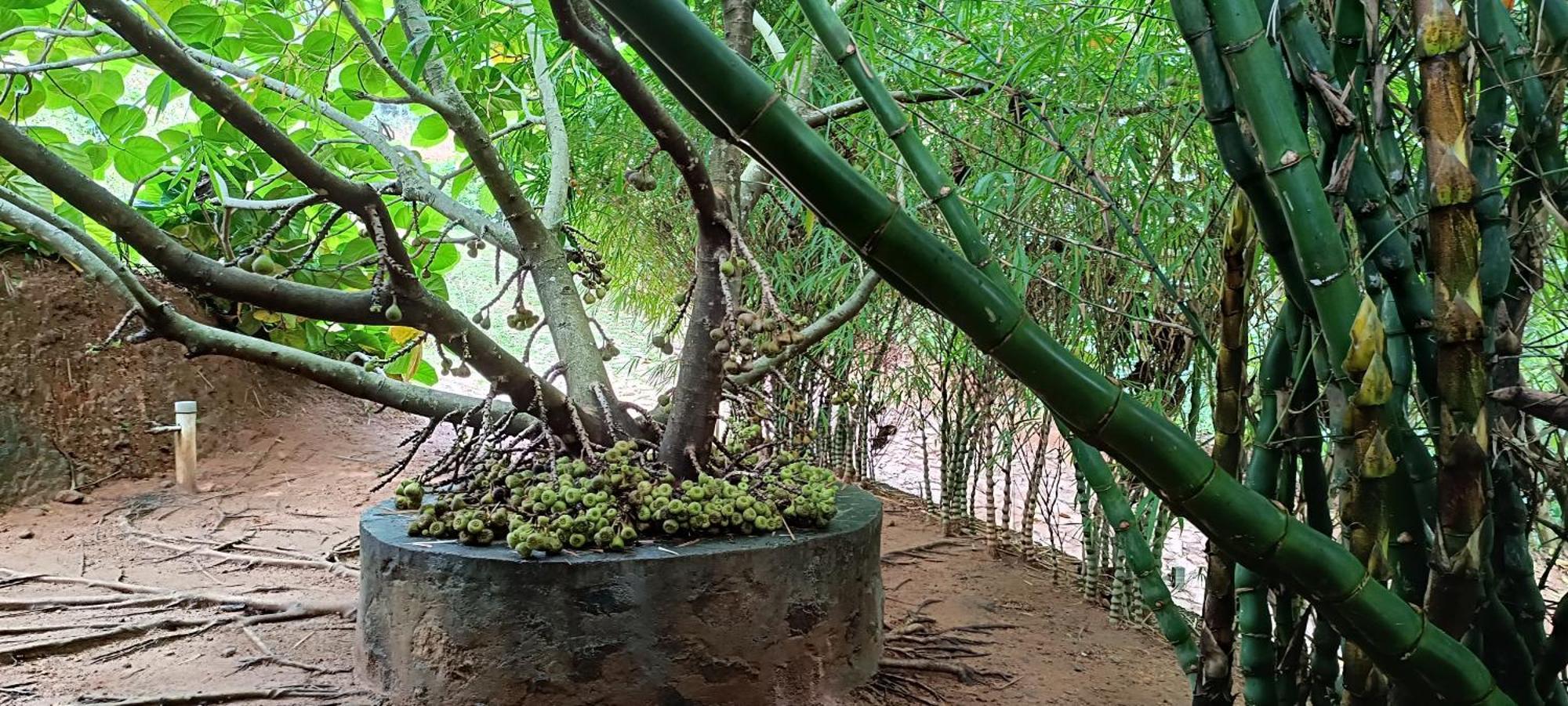 Thenmala Ecoresort Punalur Exteriör bild